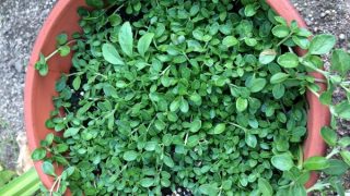 Thumbnail of post image 003