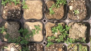 Thumbnail of post image 185