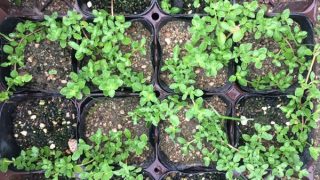 Thumbnail of post image 003