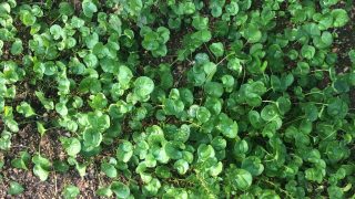 Thumbnail of post image 040