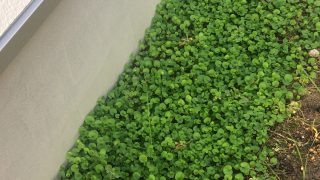 Thumbnail of post image 097