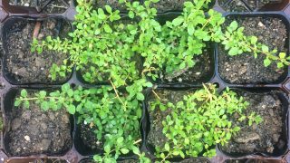 Thumbnail of post image 016