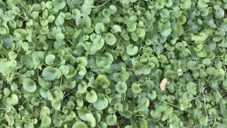 Thumbnail of post image 124