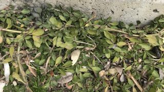 Thumbnail of post image 194